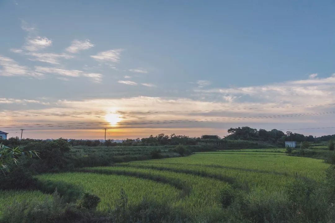 田园风光稻田帐篷,稻田星空露营基地