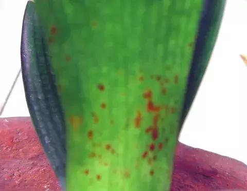 君子兰叶子发黄的原因及解决方法,君子兰叶子发黄的原因和解决方法