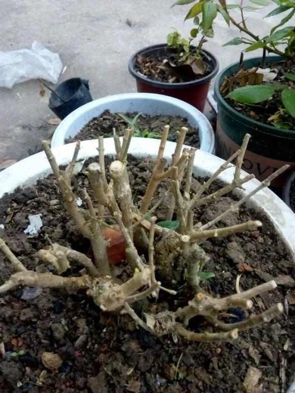 买了老桩绣球怎么办,老桩一般要养多久才会开花