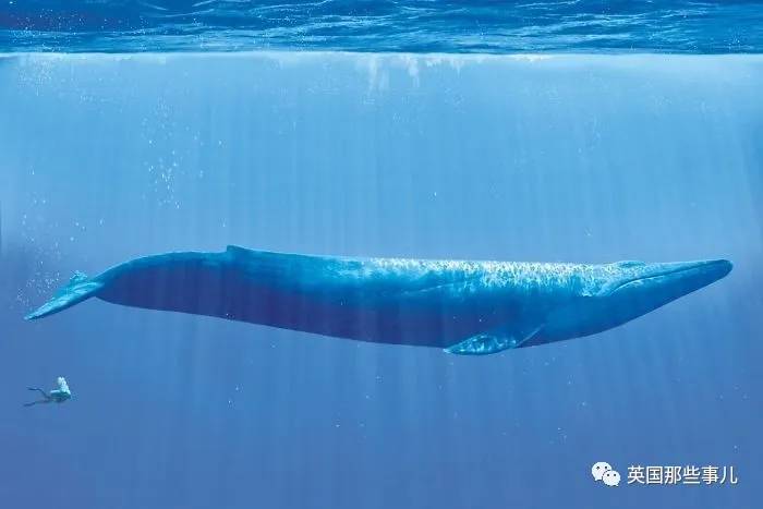 蓝鲸实拍有多大,蓝鲸到底有多大参照物