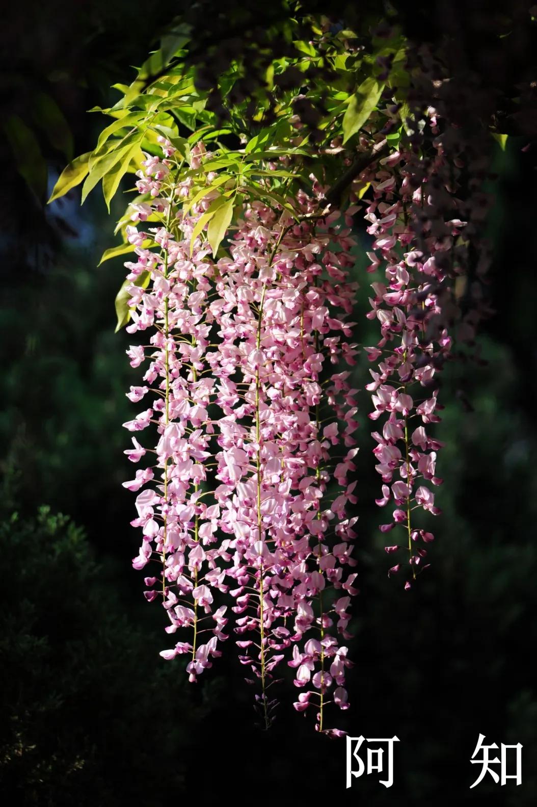 网红古树紫藤花,网红紫藤花