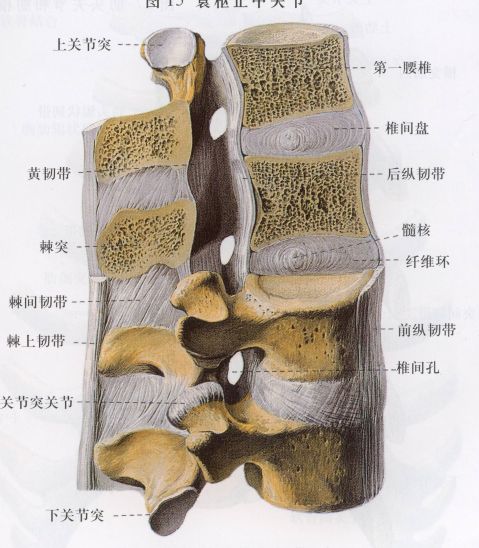 医生常用的解剖学、内外科口诀