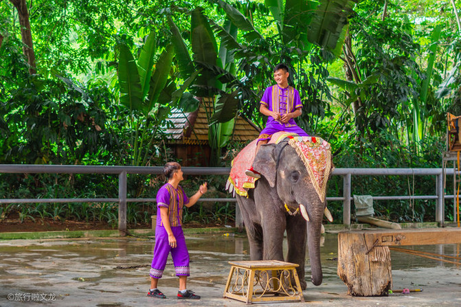 西双版纳曼听公园看大象,西双版纳曼听公园大象体重