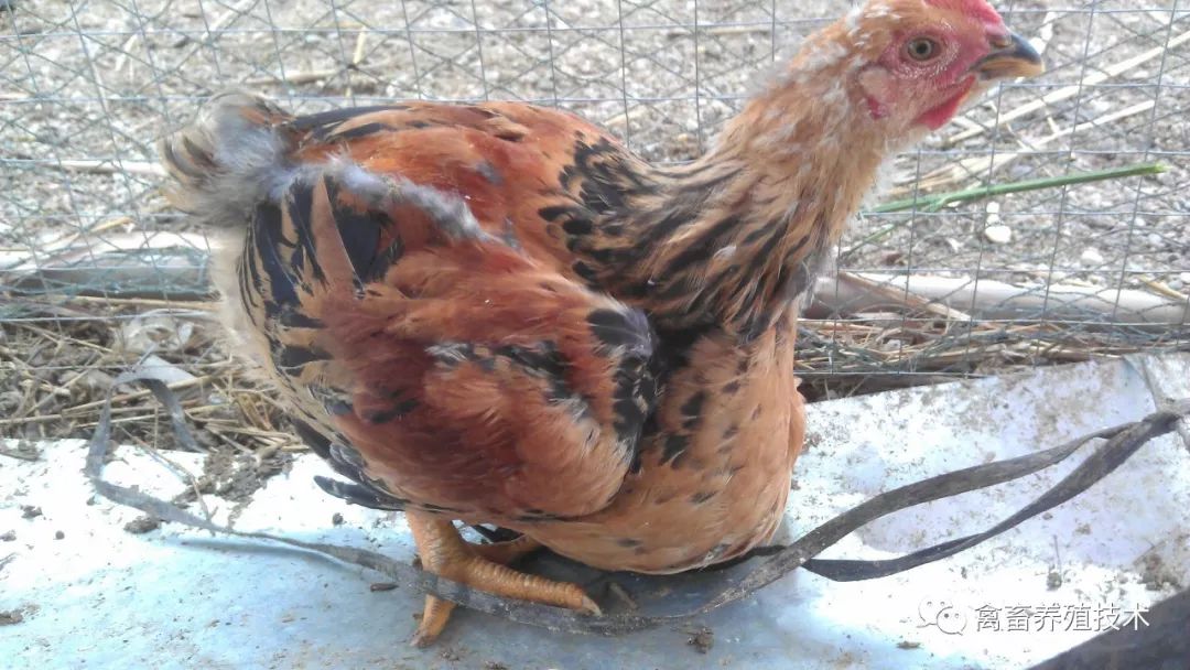 鹅嗉囊炎怎么治疗,鹦鹉雏鸟嗉囊炎什么症状