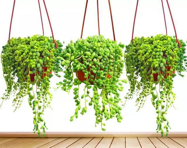 适合新手养的漂亮植物，价格便宜还好养活，来看看有没有你喜欢的