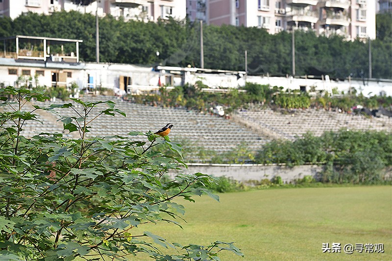 重庆力帆足球最近的消息,重庆力帆足球俱乐部赛程