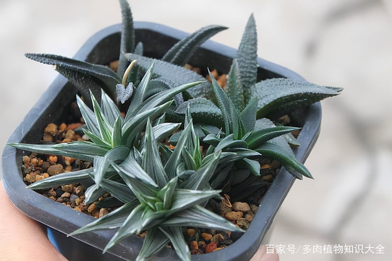 多肉条纹十二卷的养护方法,条纹十二卷多肉如何快速爆盆
