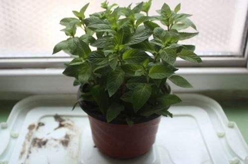 薄荷枯萎能自愈吗,薄荷移盆后枯萎怎么救活