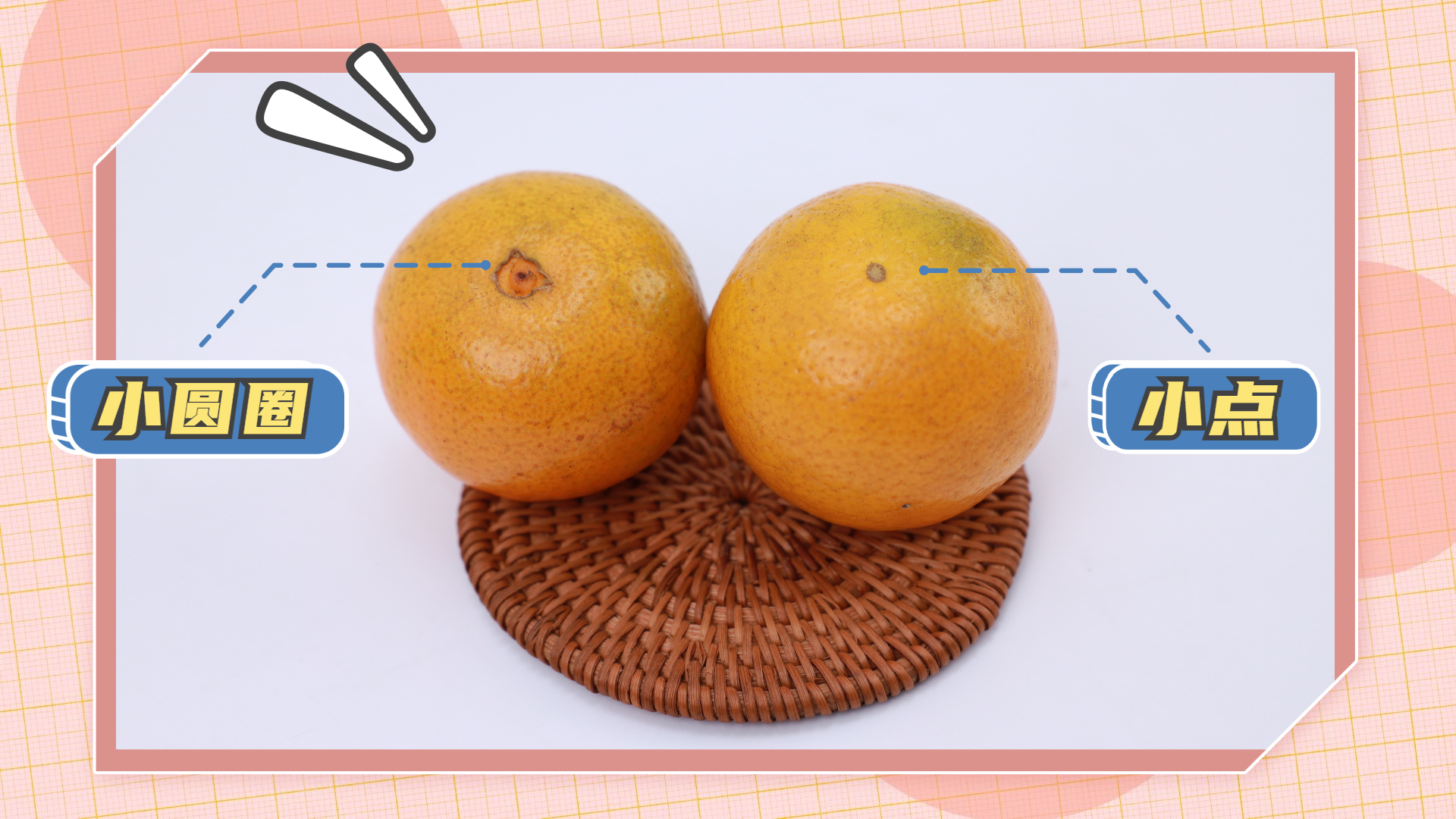 橘子的家族历史,橘子家族历史