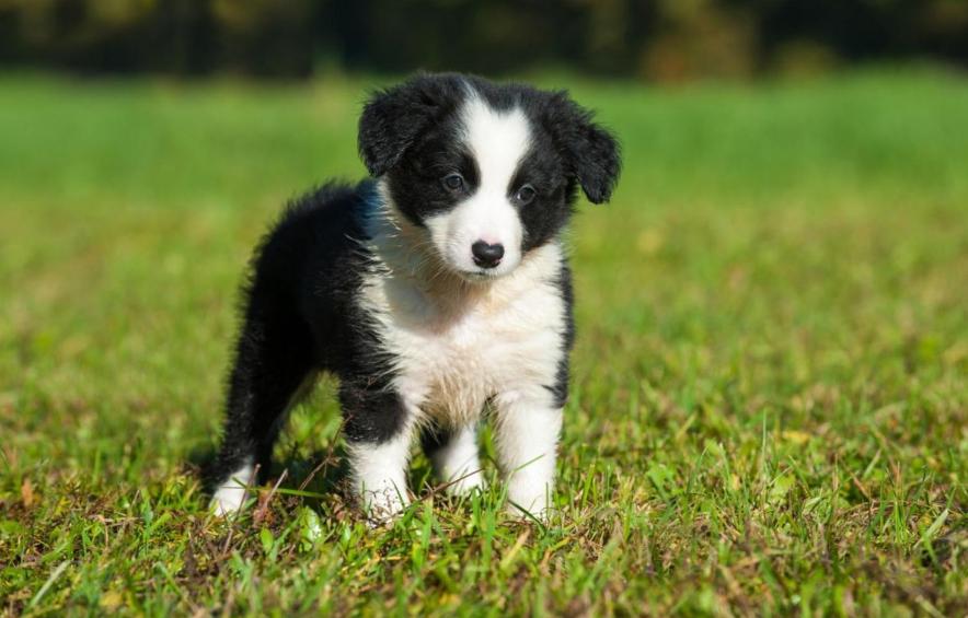 这7种狗公认无攻击性很适合家养,好养又便宜的五种狗有护主会打猎