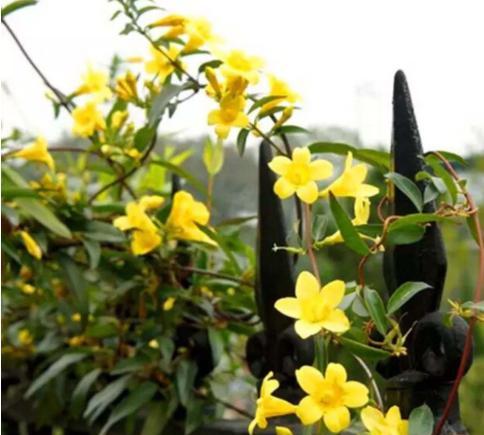 香水茉莉花换盆教程,刚买回来法国香水花上盆