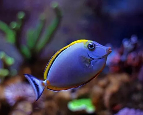 海水鱼青蛙会打架吗,海水鱼打架鱼鳍受伤