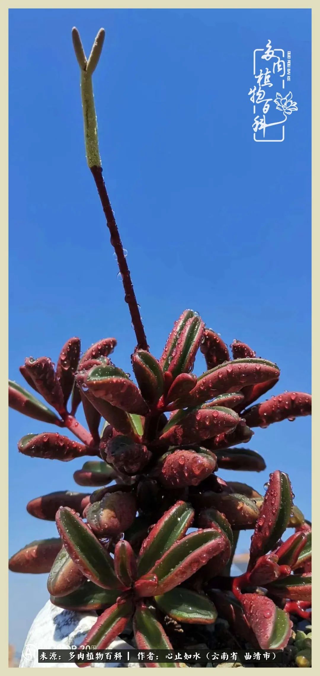 景德镇精品拇指多肉盆,轻奢多肉拇指盆3.5