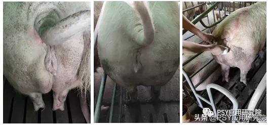 配种时要不要清洗母猪后躯？