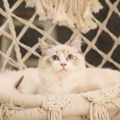 深圳10家顶级餐厅,深圳10大必吃的餐厅