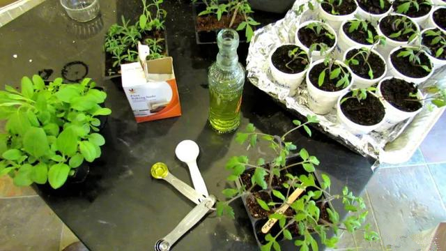 小苏打养花的妙用茉莉可以用吗,养花的技巧小苏打的妙用