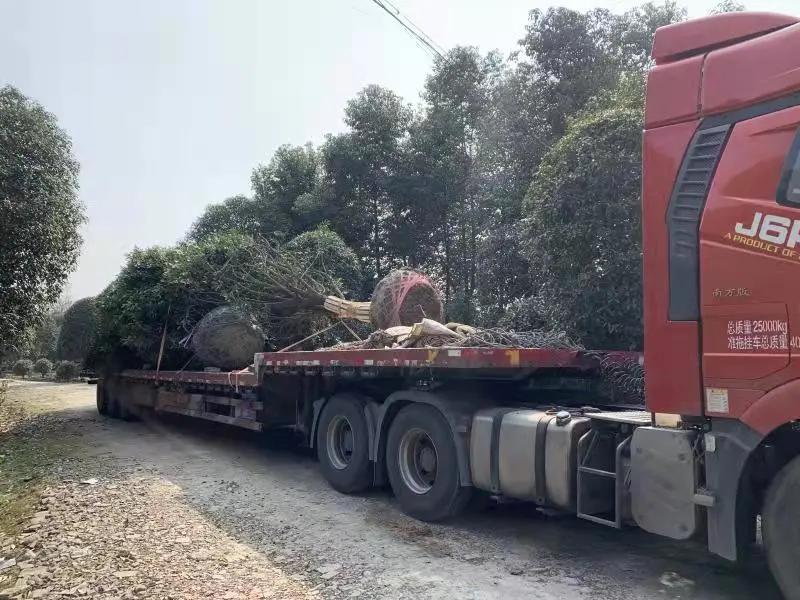 常州夏溪花木市场2020销售额,沭阳2021年花木销售额