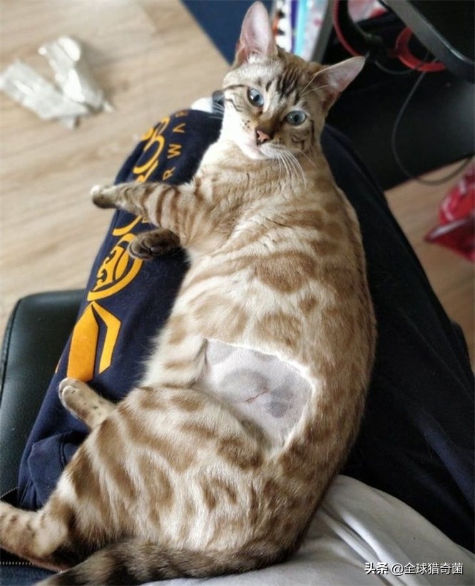 活久见的奇妙动物照片,活久见的神奇图片