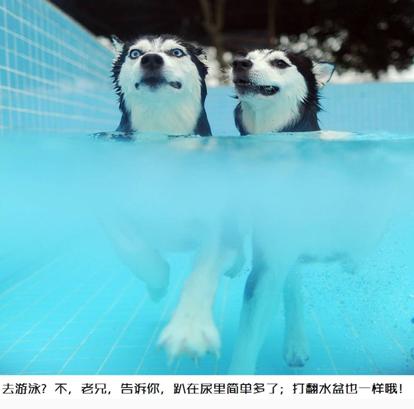 狗喜欢睡在自己的尿里怎么办,幼狗容易尿在自己窝里吗