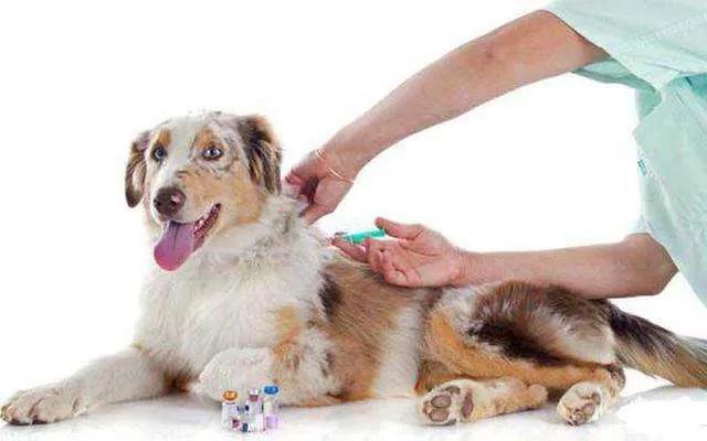 狗狗免疫失败还要再打疫苗吗,狗狗打疫苗为什么免疫失败