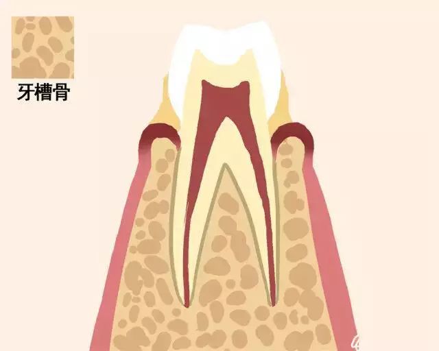 牙齿是怎么掉下来的图片,牙齿如何脱落动图