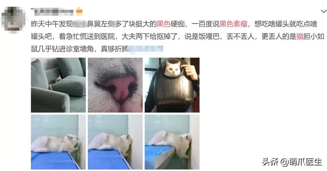 猫咪舔鼻子代表着什么,猫咪舔鼻子是什么原因