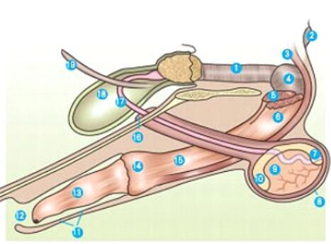 公狗不育,狗狗不育是什么原因引起的