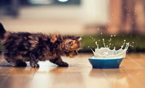 宠物小猫不吃饭该怎么做,母猫不给刚出生小猫喝奶怎么办