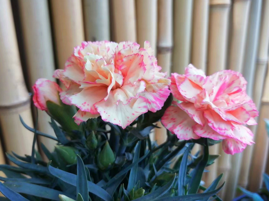 康乃馨花苞不开的处理方法,康乃馨切花花苞不开怎么办