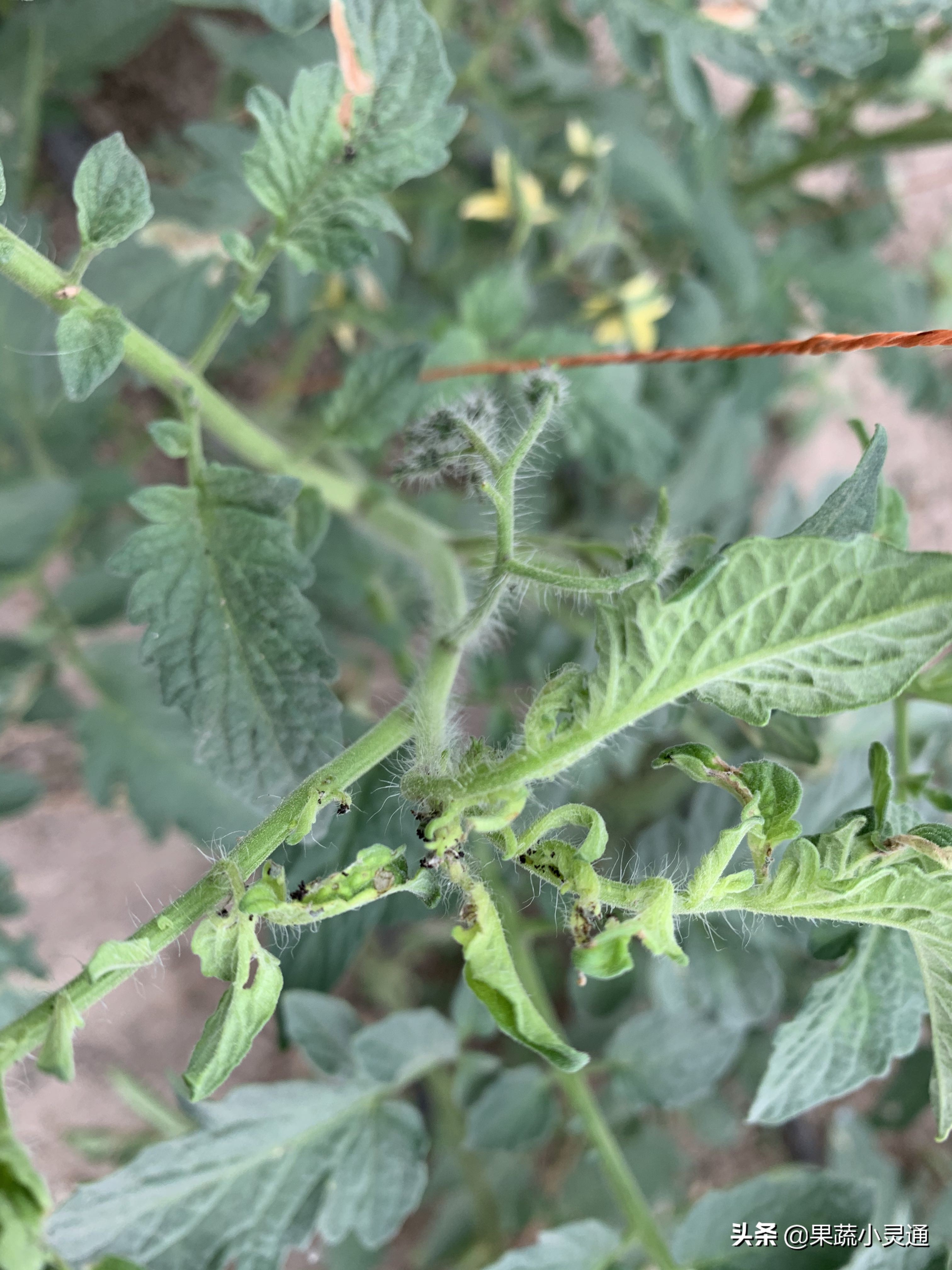 番茄潜叶蛾危害症状图,番茄叶片有黑斑是什么病
