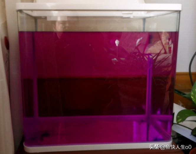 养鱼密度大怎么去除鱼便,养鱼怎么快速除掉水中氯