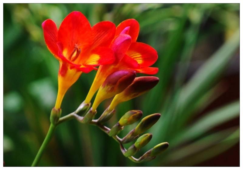 香雪兰开花倒伏可以重新移栽吗,香雪兰倒伏修剪后会影响开花吗