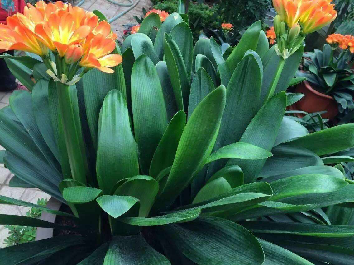 君子兰怎么养出宽大肥厚的叶片,君子兰怎么养叶子长得茂盛