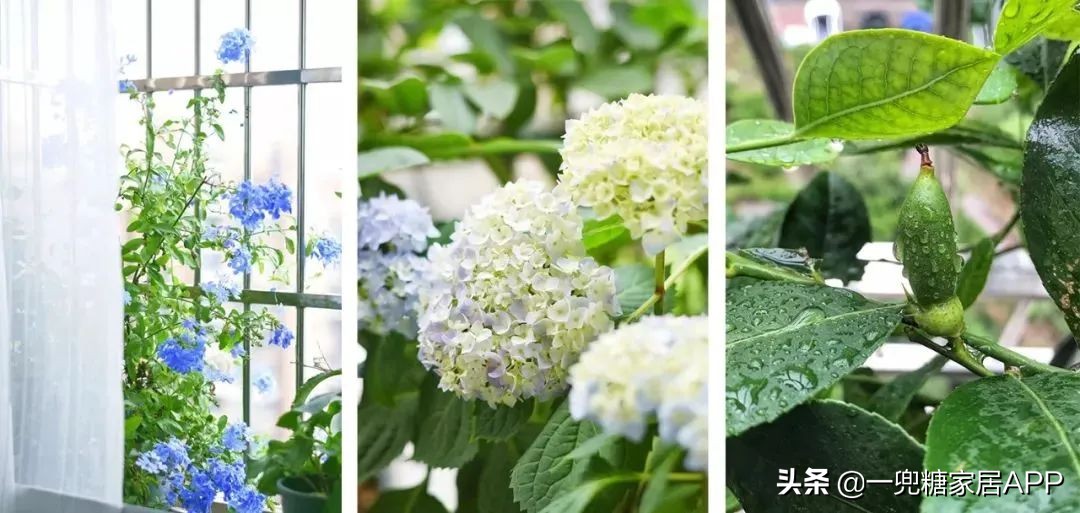 春天花会开|这20家植物淘宝店，植物杀手看了也想买！