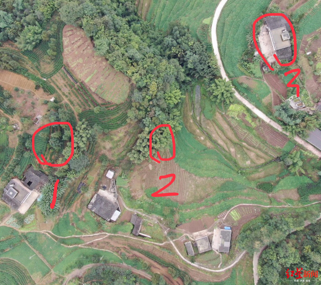 被胡蜂蜇死的养蜂人,野蜂蜂巢被摘无家可归发狂蜇死人