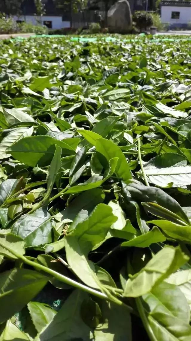 武夷岩茶大红袍讲解词,武夷岩茶大红袍基础知识