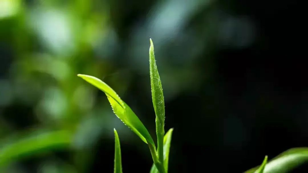 金骏眉深受大家喜爱的原因,真正的金骏眉是这样的