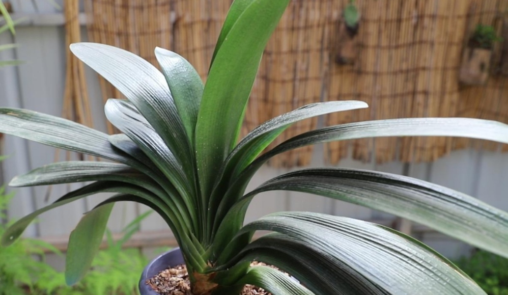 花叶子有灰尘怎么擦更亮,花卉叶子有灰尘如何快速清理