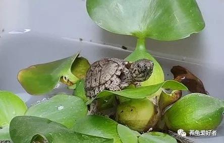 谁的剃刀龟养得最好,剃刀龟放射纹不多