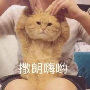 被猫抓出血了要不要打狂犬,被家猫抓伤出血要打狂犬疫苗吗