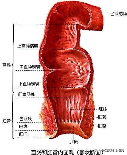 什么药物适合直肠给药,直肠给药注意事项