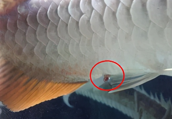 龙鱼常见疾病及治疗方法,龙鱼疾病找哪里救治