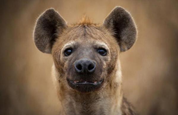 十大恐怖的动物小时候有多可爱,世界上最无所畏惧的动物平头哥