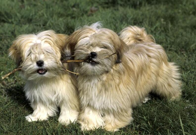 拉萨犬是怎么形成的,拉萨犬到底有多凶