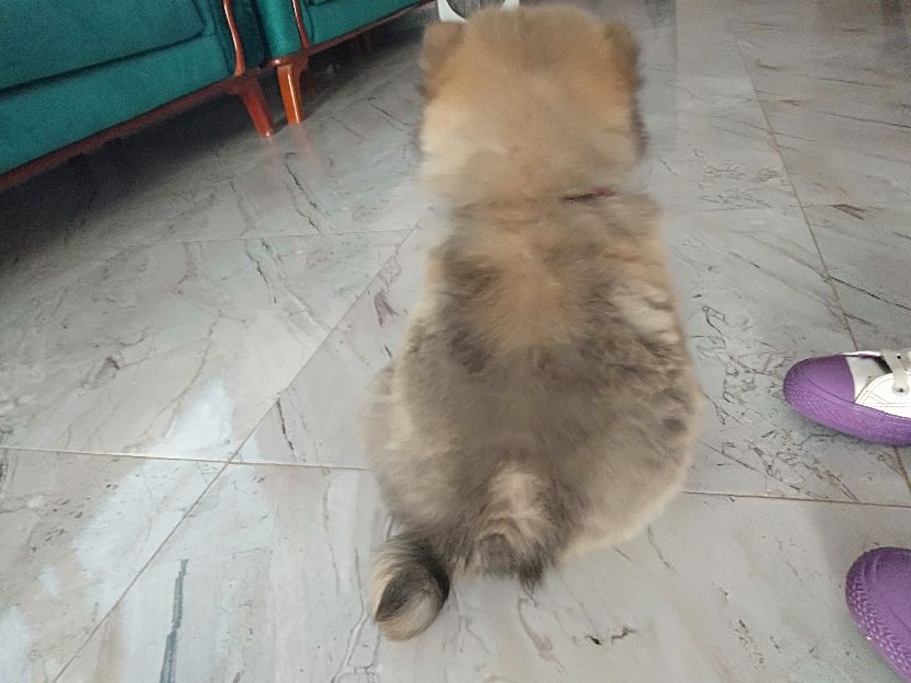 小松狮犬与松狮犬的区别,家有宝宝养小狗合适吗