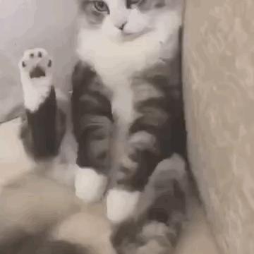 猫咪身体里的神奇小开关,小猫咪身上的几个神奇的器官