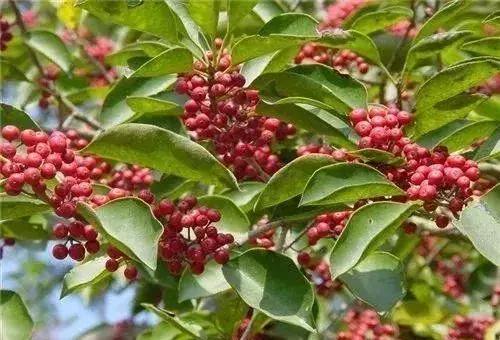 绿化苗木树种名称,绿化苗木大全名称及图片