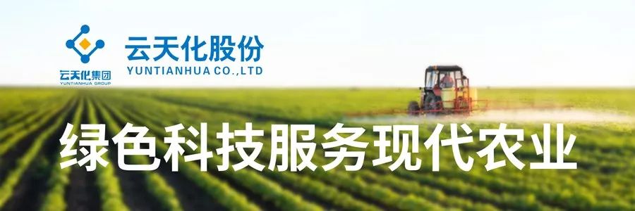 种植甘蔗遇到的问题,掌握种植技术也是一门学问