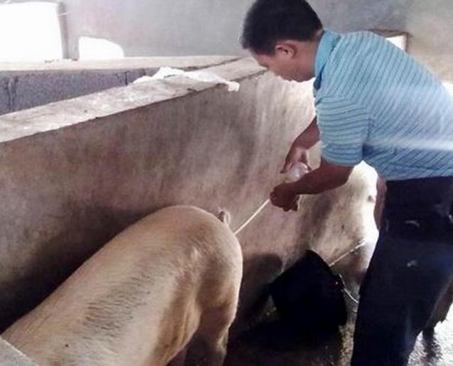 母猪首次配两次配不上怎么回事,母猪数次配不上种怎么治疗