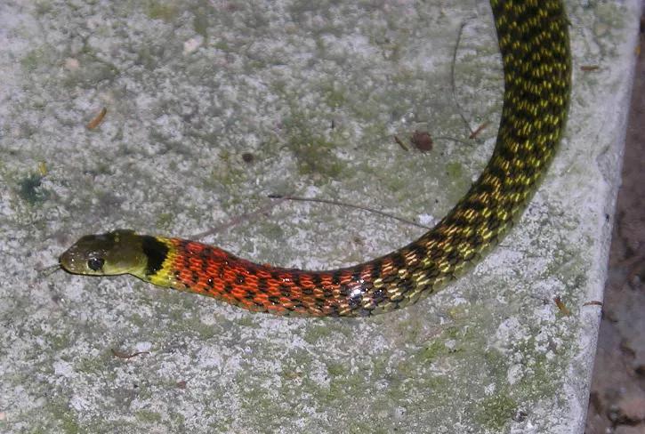 云南毒蛇品种大全及图片,云南毒蛇大全